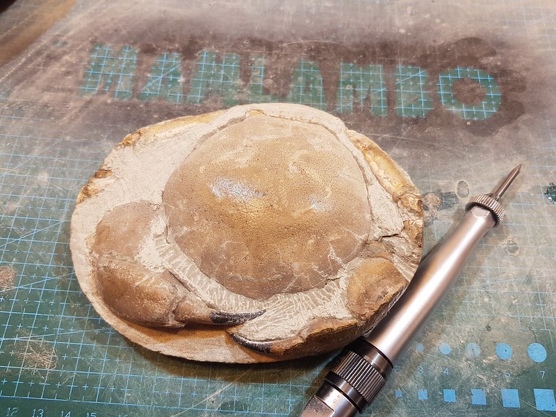Tumidocarcinus Fossil prep - Mamlambo
