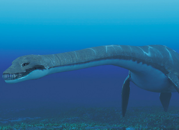 Plesiosaur fossil prep