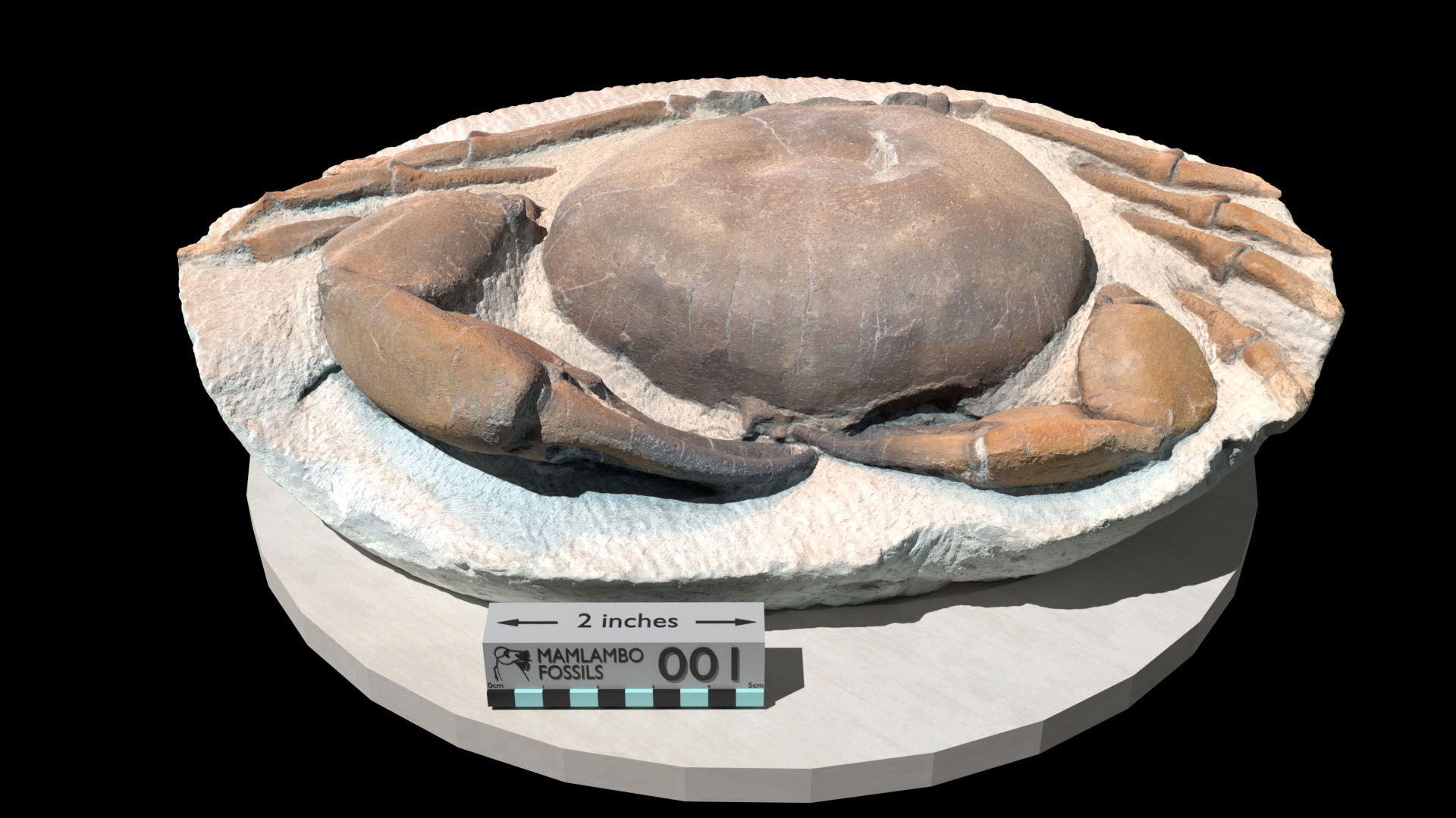 Monster Tumidocarcinus giganteus crab