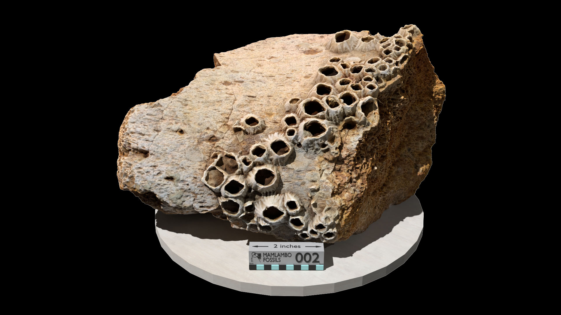Fossil whale bone covered in barnacles