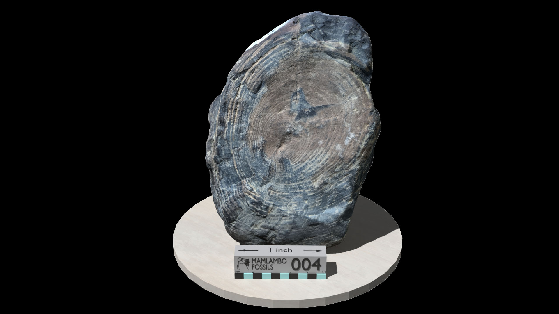 Petrified wood round
