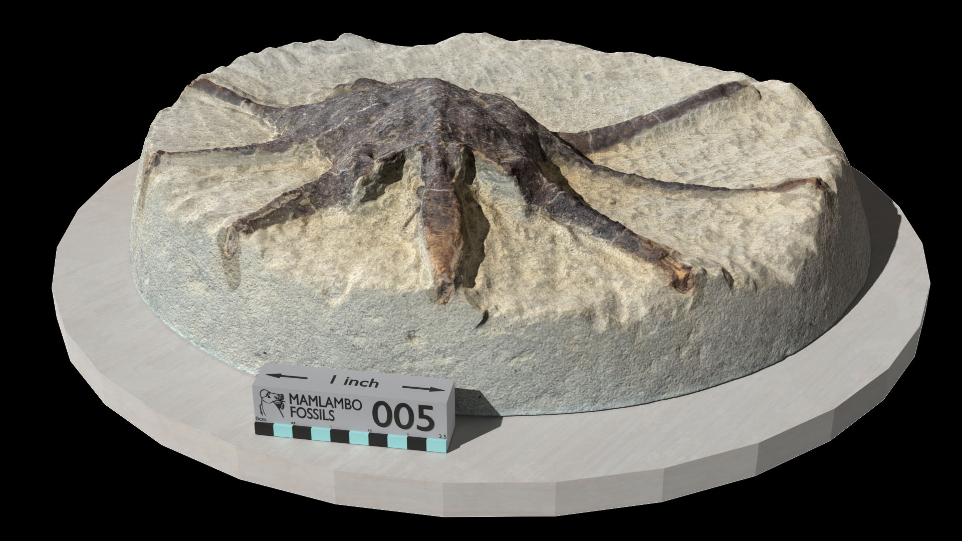 Rare Actinotocarcinus spider crab