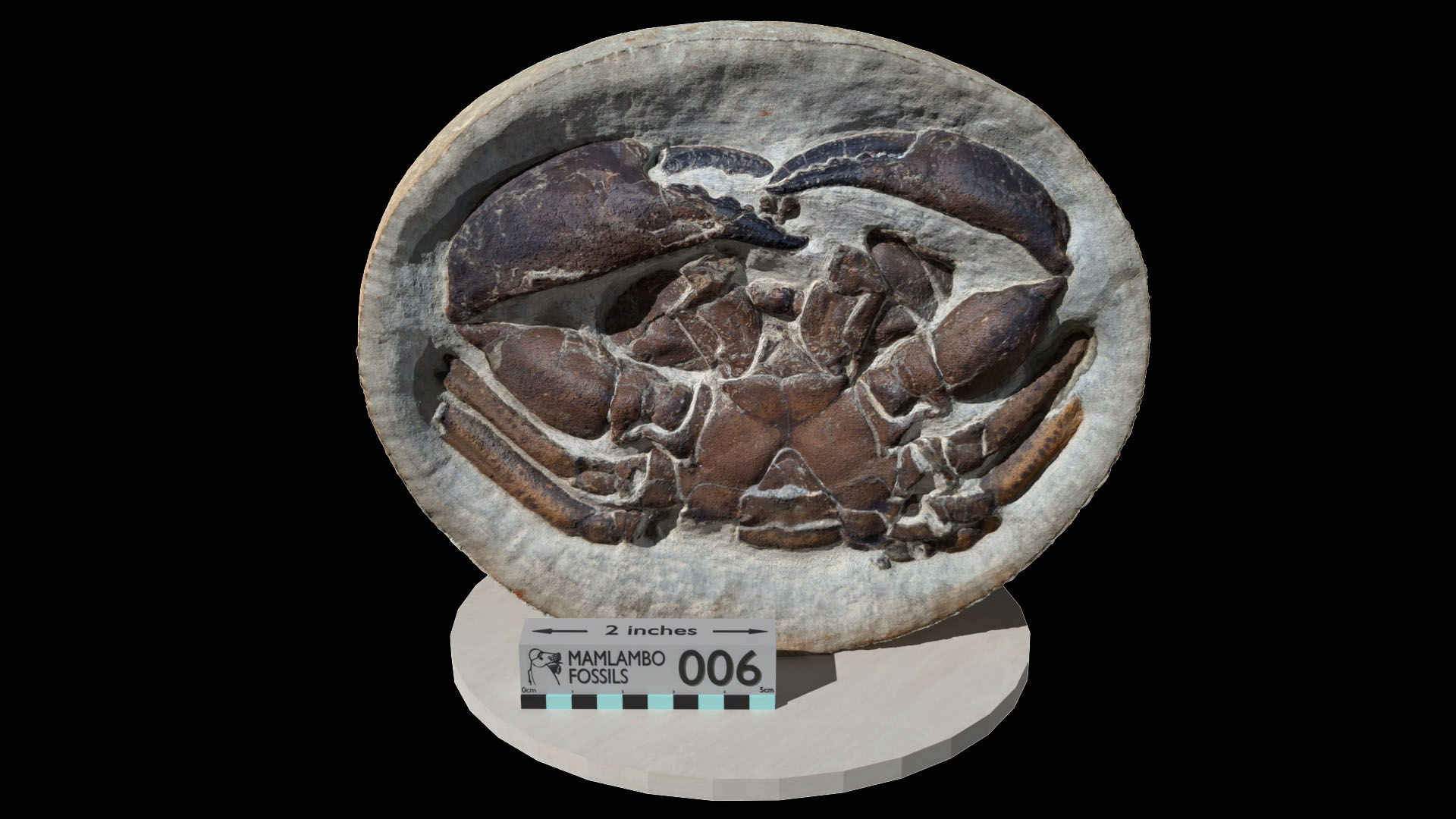 Double sided Tumidocarcinus crab