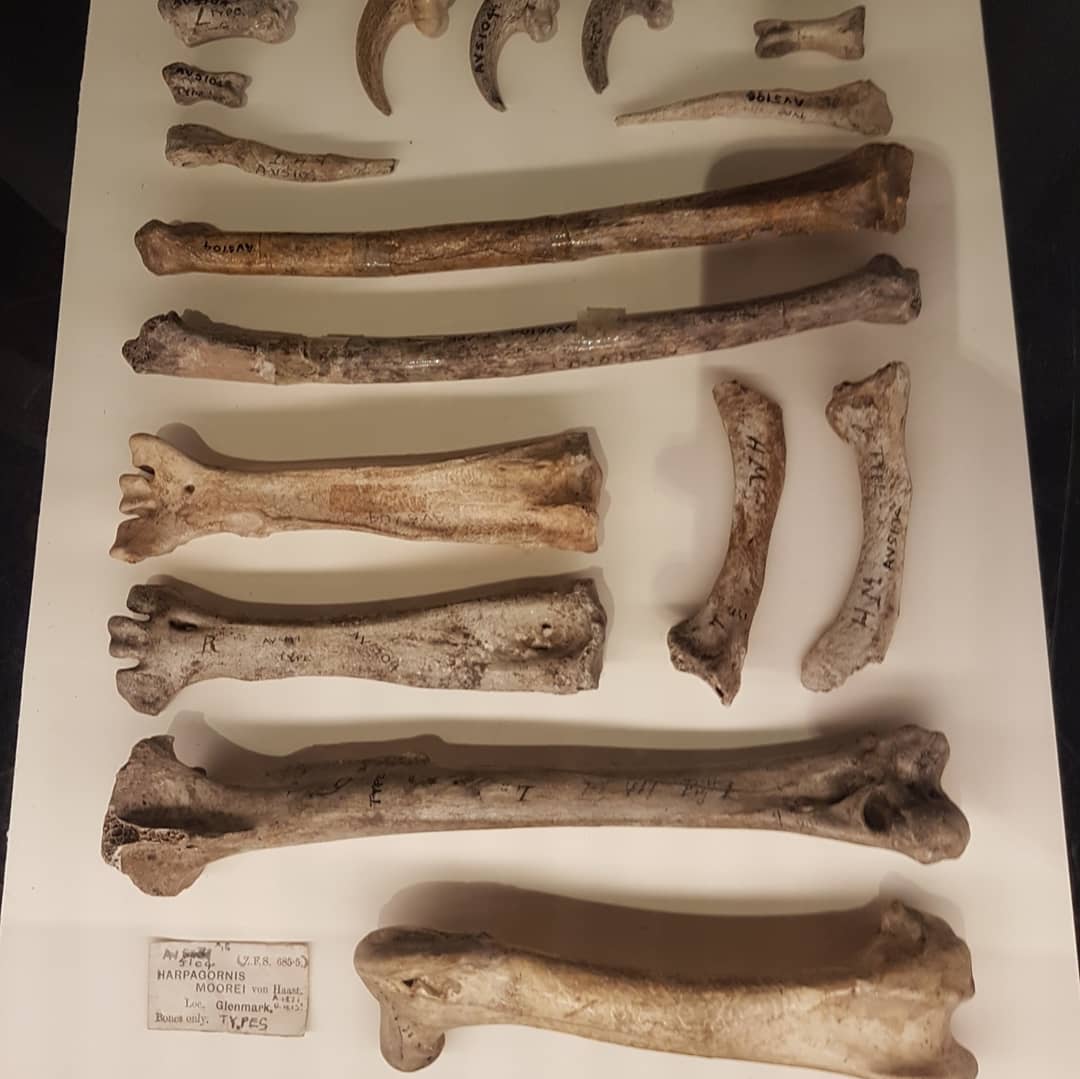 Haast eagle bones on display at the Canterbury museum this morning. This was the largest eagle that ever lived and weighed around 15kg compared to the 9kg of the Harpy eagle. They preyed on Moa and probably anything else that took its fancy. Cant wait to find me one of those talons 😁

There is also a monstrous Moa layer out, it's probably a good 3m+ long. I find photos of actual specimens really useful to figure out what bones I find. 

Have a look at the size of those TMTs!

Pretty sure these were the ones that the Hobbits caught a lift on 😀

       