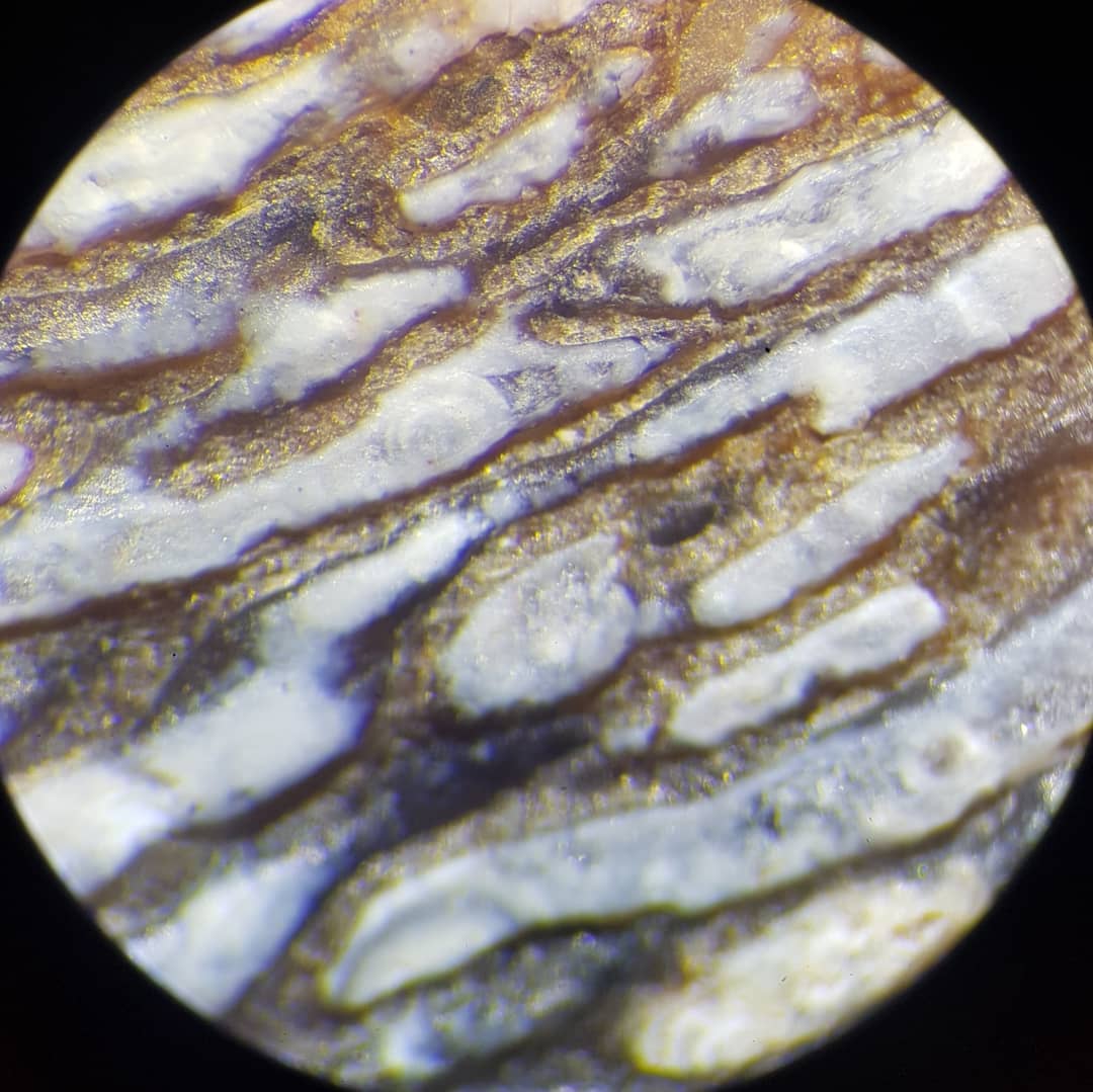 A beautiful section of agatized bone I found on the beach yesterday. Possible something like a dolphin or whale. The bone has been replaced with minerals and perhaps something quite silica rich in this instance. It was glowing amongst all the bits of stone 🤩

           