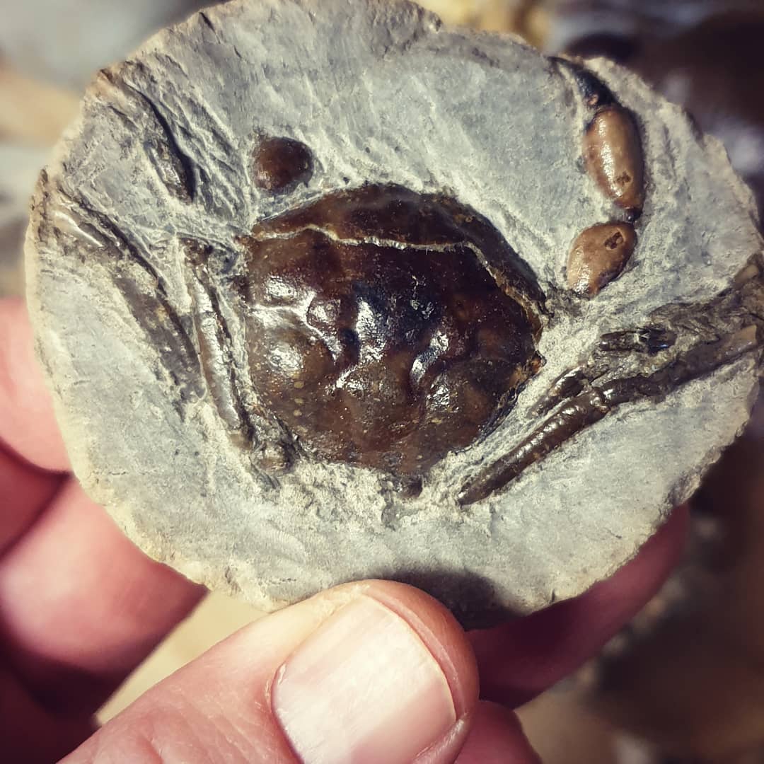 And the winner of this cool little Pulalius crab is @seanylc 😀 thanks everyone for entering, I was blown away by the response! I'll have to do another giveaway soon! @seanylc I've sent you a DM to organize the shipping.

       