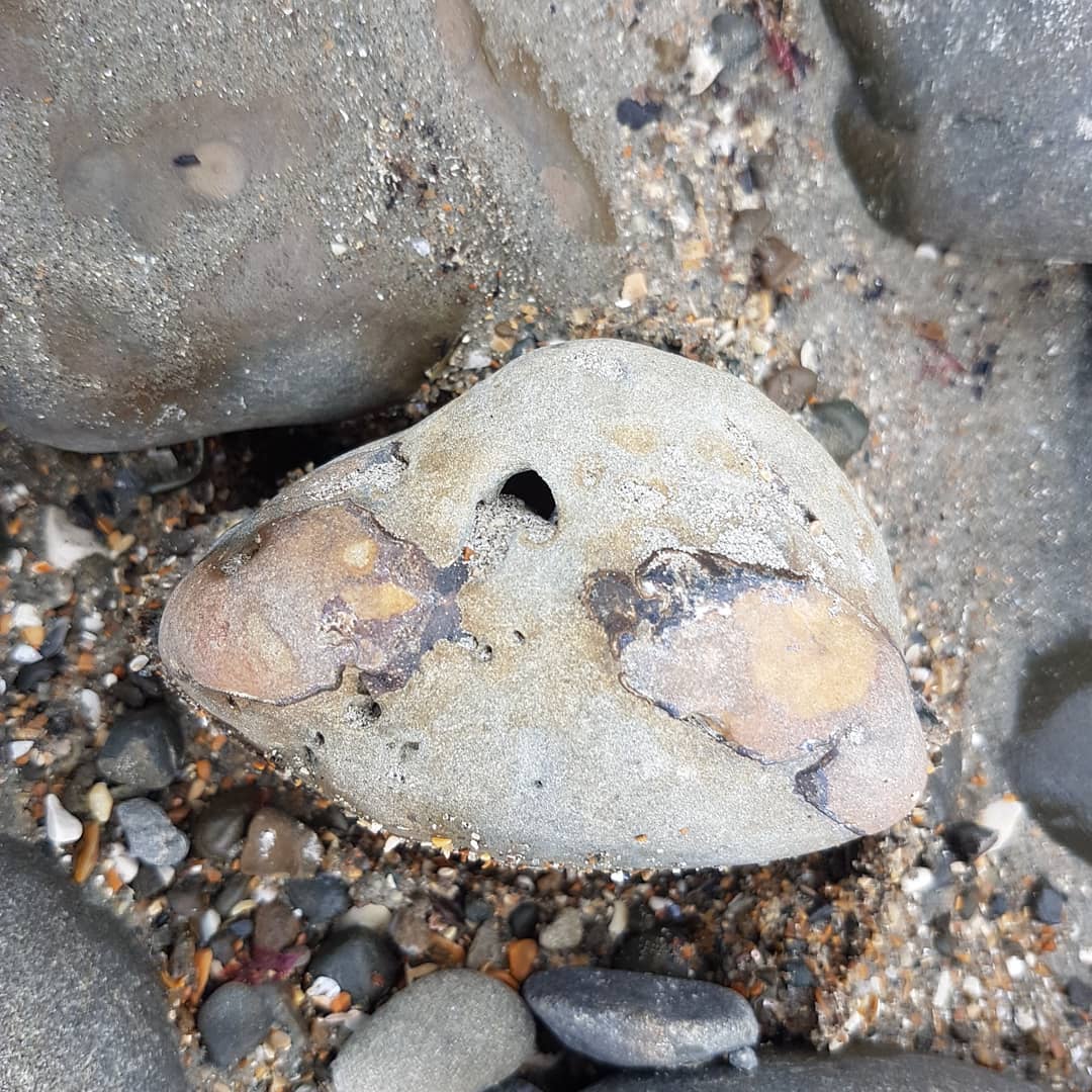 A rather worn Metacarcinus novaezelandiae I came across today. Might be worth removing some of the rock to have a peek at it. A shame the claws are so worn away. 🦀🦀

      