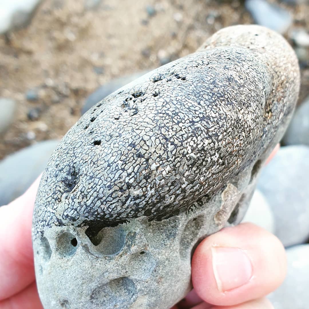 A beautiful piece of fossil cetacean (probably whale) I found a couple of hours ago. The cancellous tissue (honeycombing)  seems to have been filled with some type of mineral. It still has a bit of host rock attached to it.

It's probably Miocene in age.

          