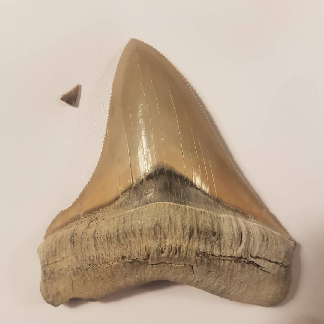 On the right, a Megalodon tooth from the USA, on the left the kind of teeth I find 😂 One day I'll find me a big Meg 🤩 swipe for a microscope photo of the tiny Miocene tooth.

        