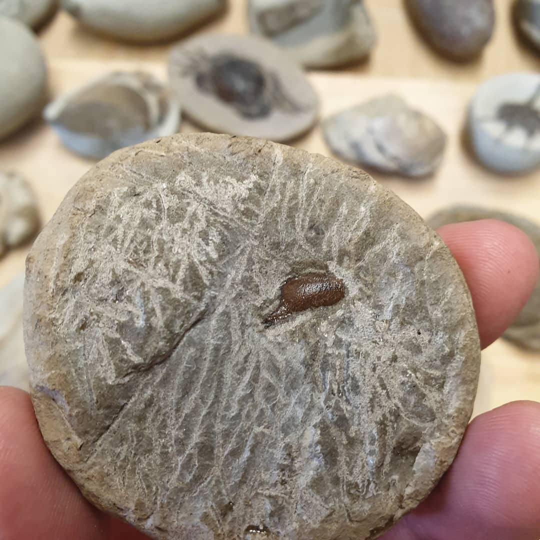 Fossil crab giveaway! 🦀🦀🦀 I'm giving this small Pulalius vulgaris crab away that I finished prepping last night, video will be out in 5 hours on my YouTube channel (link in my bio).

To enter:

1. Tag two people in the post, both in the same comment
2. Like the post
3. Make sure you are following me on Instagram 

Enter as many times as you like but please only tag people that might enjoy posts about fossils 🦕🦖🦀

I'll draw the winner in a week by selecting a random comment and ship it to you free of charge.

          