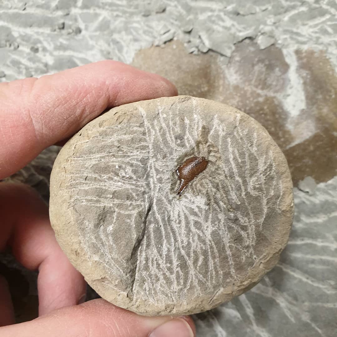 Wasn't going for a ventral (bottom of the crab) prep but it's a bit of a gamble when nothing of the crab is visible 😄 this is a small Pulalius vulgaris from Washington state a friend sent me to prep. 🦀

        