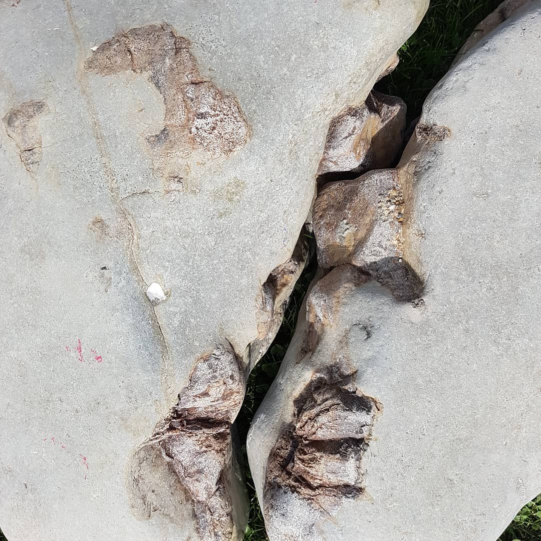 Some close-ups of two of the bone blocks I carried back which looks to contain the back part of a whale skull. They were about 5 meters apart but look to fit together quite well.

One of the blocks have the earbones still in position 😀 they weigh 102kg (220lbs) together, hopefully the other half of it is still out there somewhere 🤞

              