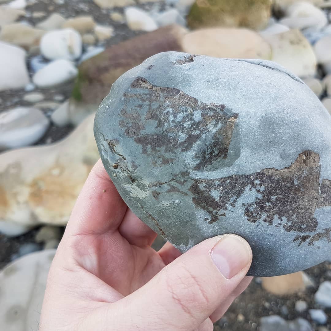 Today's mystery find 🤔 Miocene era ocean deposit, I'm thinking it looks fishy 🐟 I love finding something that I have to do some research on 😁 Let me know if you recognize it! 
Edit: I think it is a really eroded crab 🦀

        