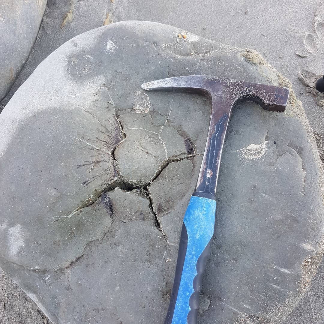 Very large shark vertebrae I found today! I've been finding quite a number of shark vertebrae recently after going for ages without finding any 🦈 Miocene era deposit

       
