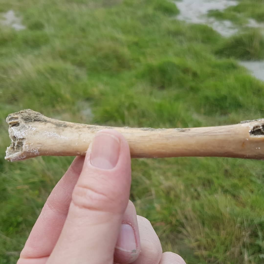 A chunky bird humerus I found in a Pleistocene deposit. Wonder what it could be from? It's rather large and looks to be fossilized. Let me know what you think! 🦃🐓🐧🦆🦅
.
.
.
          