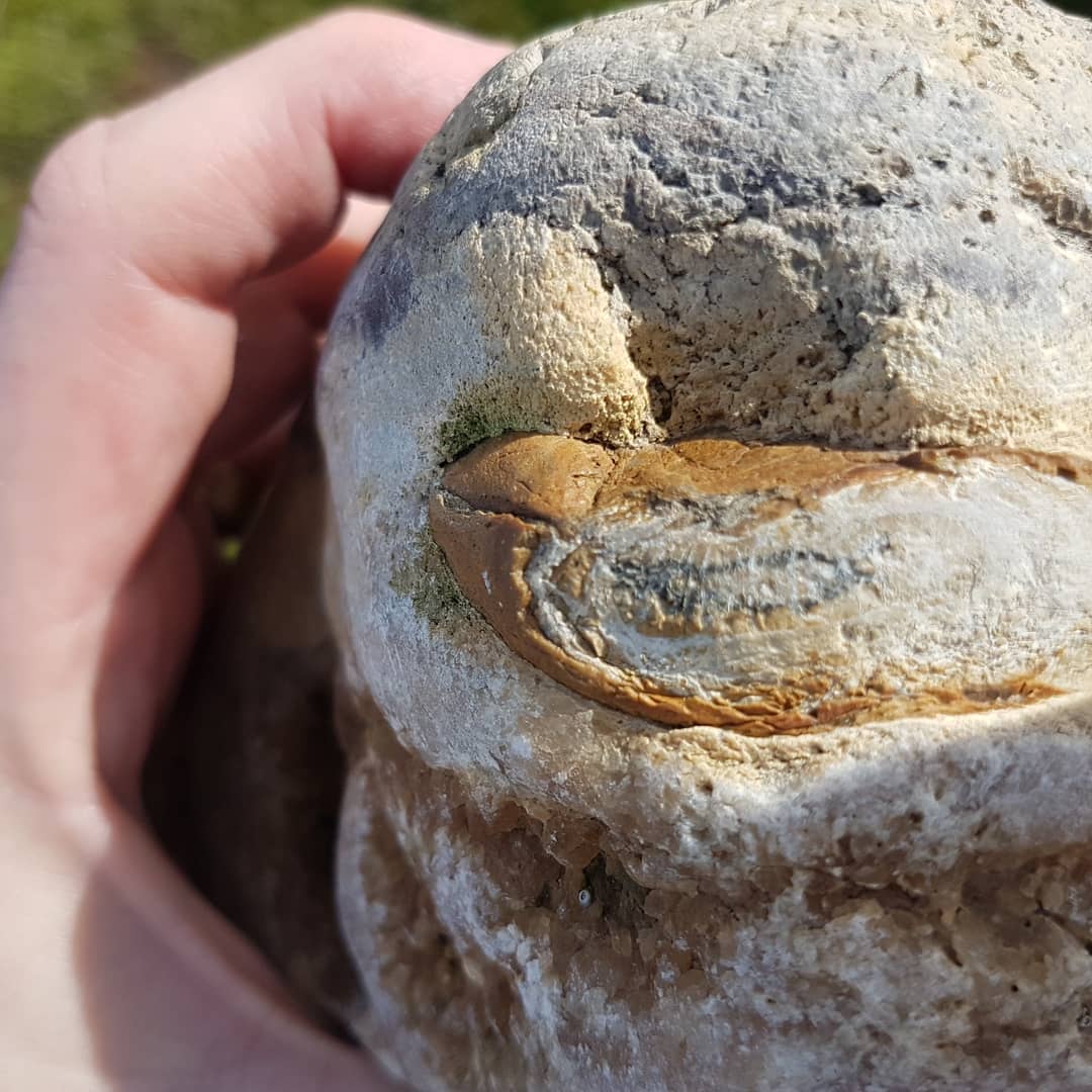 I'm hoping someone recognizes this fossil I found at a Cretaceous deposit. I've included some microscope photos at about 120x zoom.

It looks like a section of bone but I'm unsure.
.
.
.
.
.
     