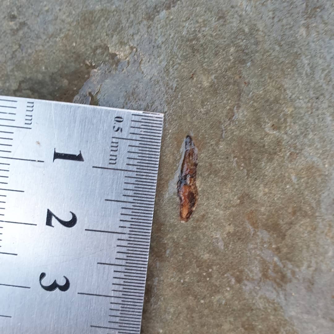 Tooth or claw? I found a large bone cluster that I managed to get home with the help of @paleo_craig and found what looks like a tooth or claw next to some of the exposed bone. Does it look familiar to anyone? Its a mid-Miocene ocean deposit.

             