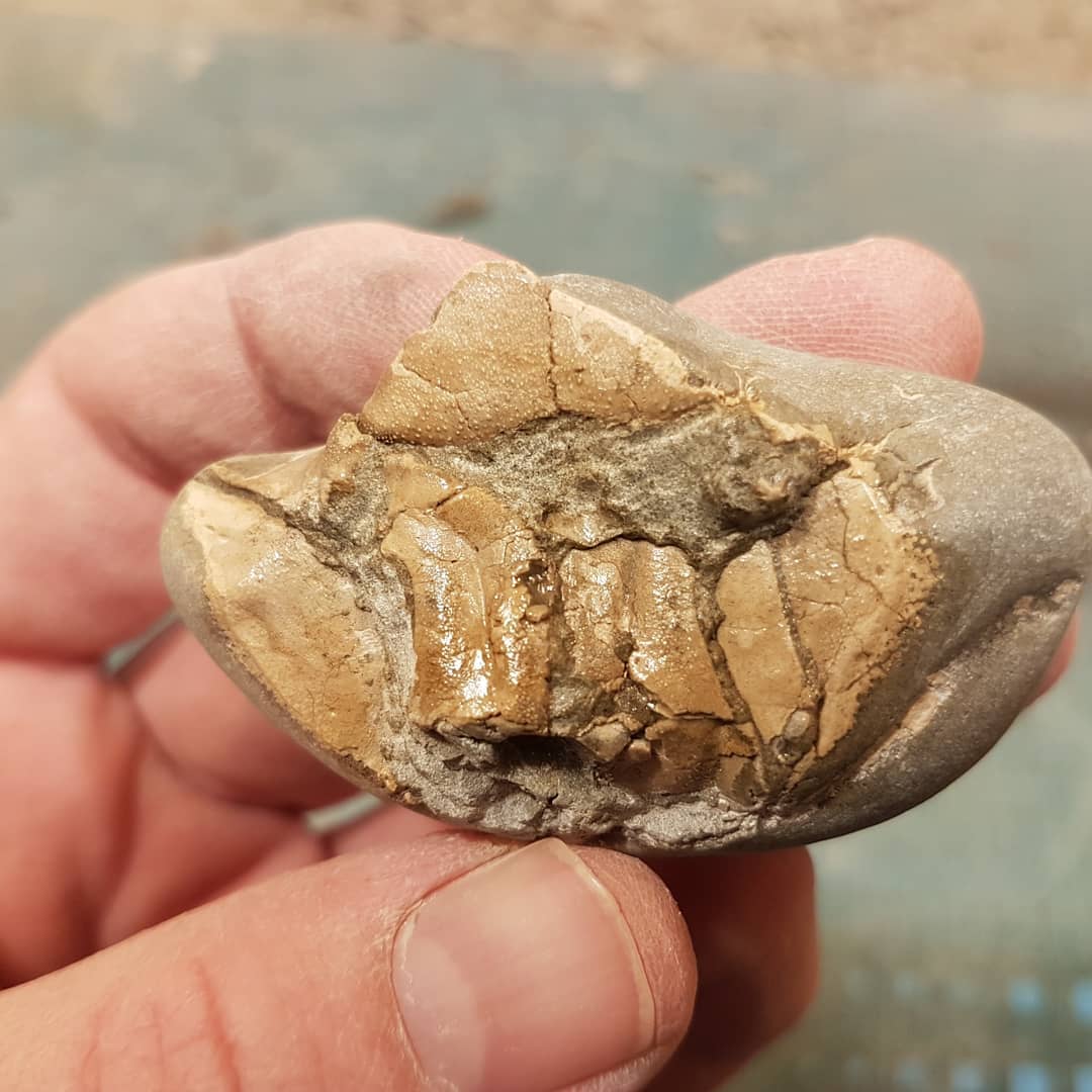 A quick little prep of a small crab section just to see what I had. Turned out to be a partial ventral. Now I know 😁 -
-
-
        