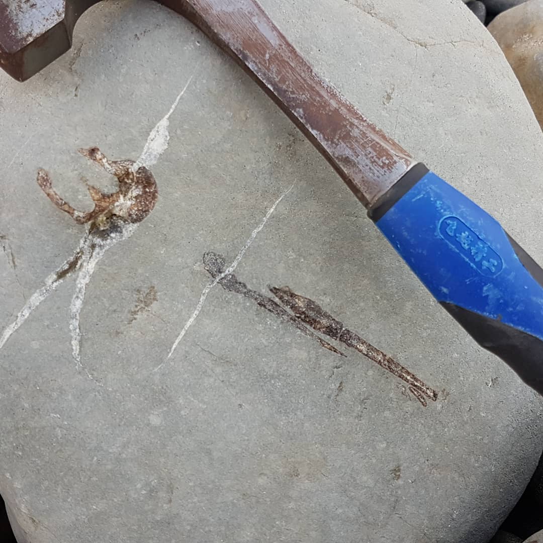 I thought I was into some bird or penguin bones but it had that fish look to it, that glassy appearance it always seems to have. It looks to be a hyoid arch from a tuna sized fish!

Thanks to Canterbury Museum for the identification.

             