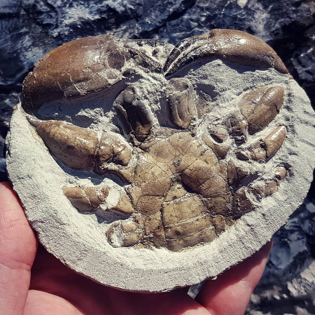 I think this crab is done! My first time prepping both sides, I was so nervous it was going to come apart. The whole crab was starting to vibrate!

Now to process the time-lapse. 15 hours of 4K footage, 450gb 😂

Keep an eye on my YouTube channel for it.

        