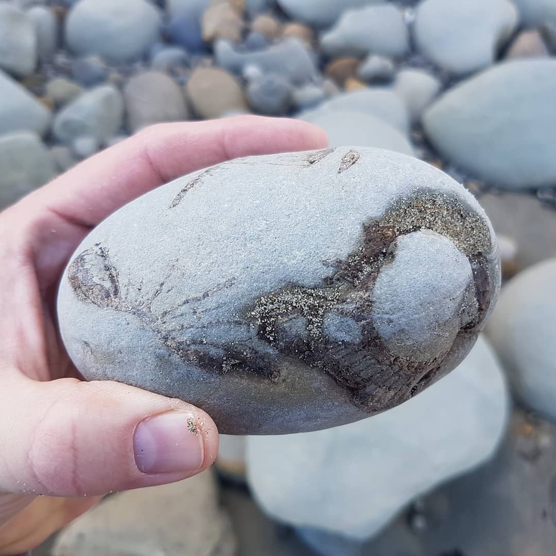 A cluster of very big shark vertebrae from today's hunt 🦈 these are the biggest non-basking shark verts I've seen from this site 😀

One day I'm going to find a tooth in one of these concretions!

        