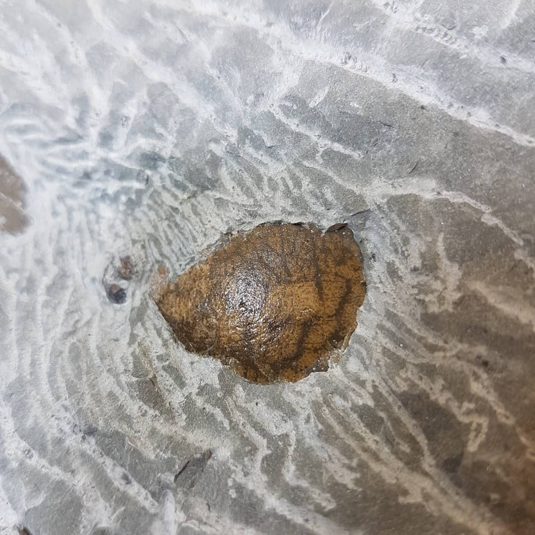 Beautiful patterns on this crab "shoulder" that I am carefully exposing. Reminds me of a leopard or tiger shark 🐆

The crab was quite sticky on top of the carapace and it shows signs of some crushing and even two holes in the carapace that look very much like claw or tooth marks 🤔 

         
