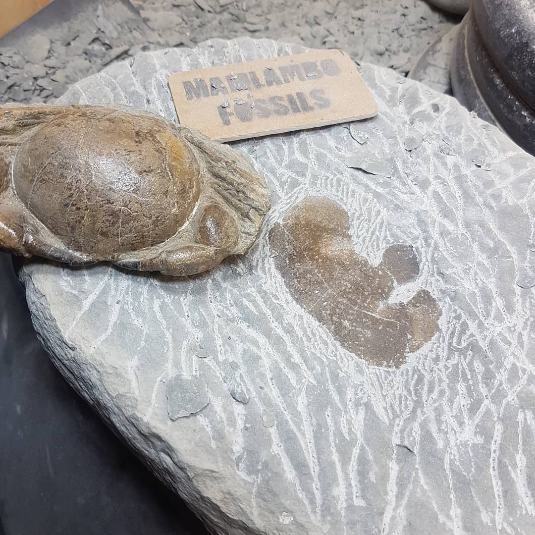 Progress on my largest Tumidocarcinus giganteus prep yet. The concretion weighed 50lbs 😯 I'm hoping to have it done in the next two weeks still 🤞

           