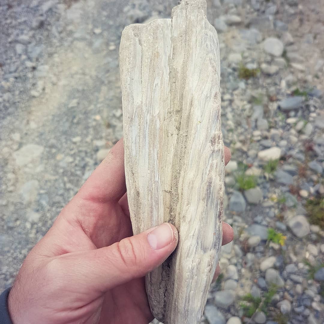 Just found my best piece of petrified wood! I honestly thought it was a piece of driftwood but gave it a kick... turned out to be petrified! 🤩

The growth rings are so well defined, the preservation is incredible!

          