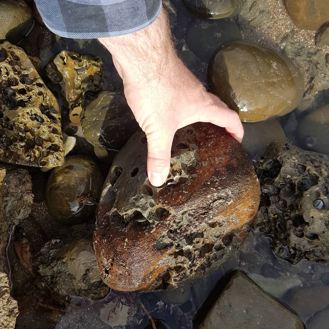 Chunky whale vertebrae I found in a tidal pool today, looks to be my biggest so far 🐳 It's from a late Miocene area where I've found quite a few cetacean bits and pieces.

            
