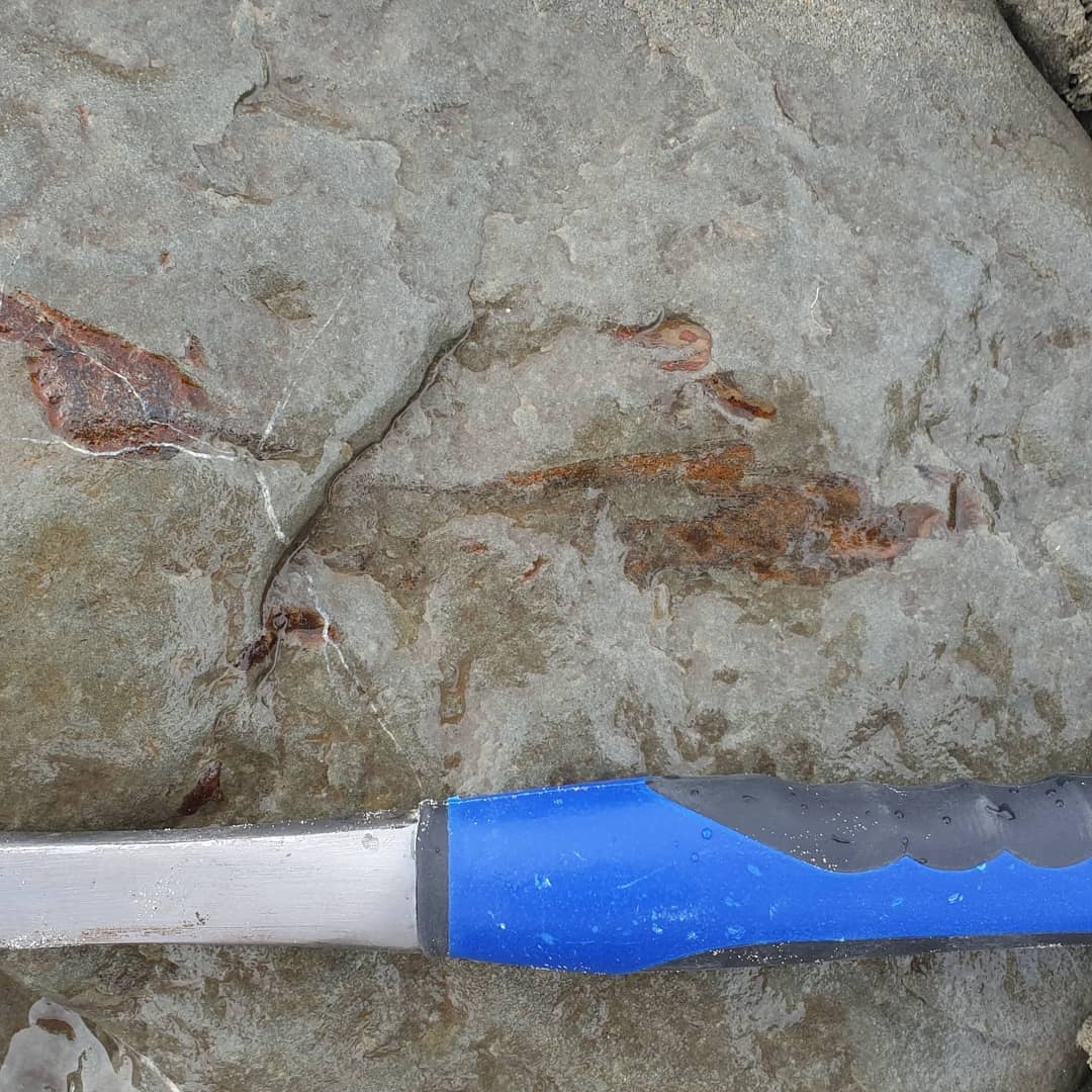 Tooth or claw? I found a large bone cluster that I managed to get home with the help of @paleo_craig and found what looks like a tooth or claw next to some of the exposed bone. Does it look familiar to anyone? Its a mid-Miocene ocean deposit.

             