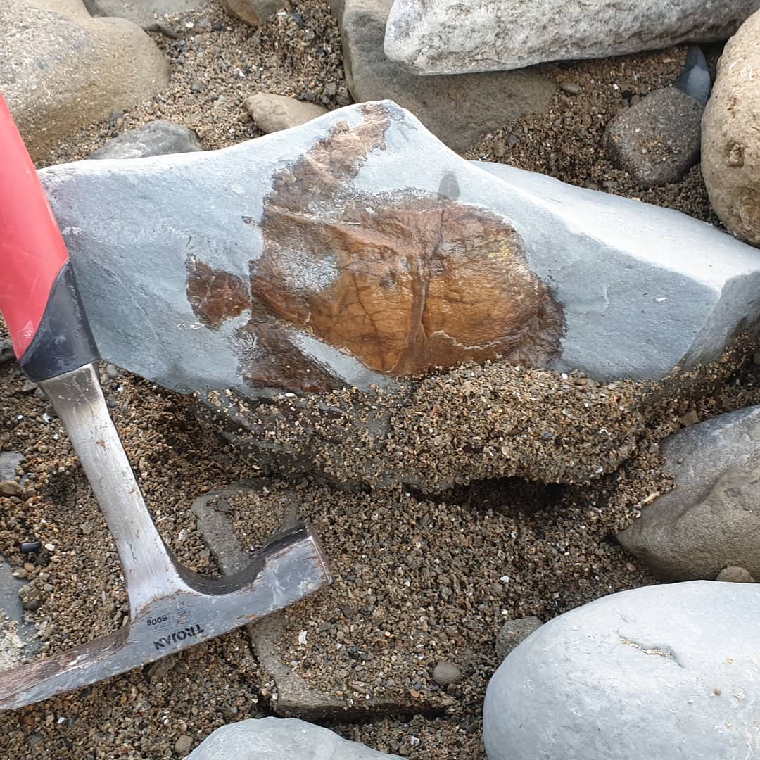 A big section of whale skull and ear bone I found yesterday 🐳 its a beautiful piece of bone, smooth and dense. I'll get someone from the museum to take a look at it in case its something they are interested in.

         