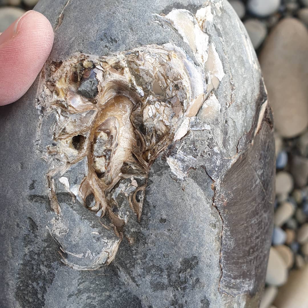 Beautiful nautiloid chambers 🤩 they look to be filled with calcite or some other mineral and there is still quite a bit of shine to the shell.

I've tried prepping one of these before and it was a real challenge as the shell was quite broken. I had to consolidate it every step of the way 😀

         