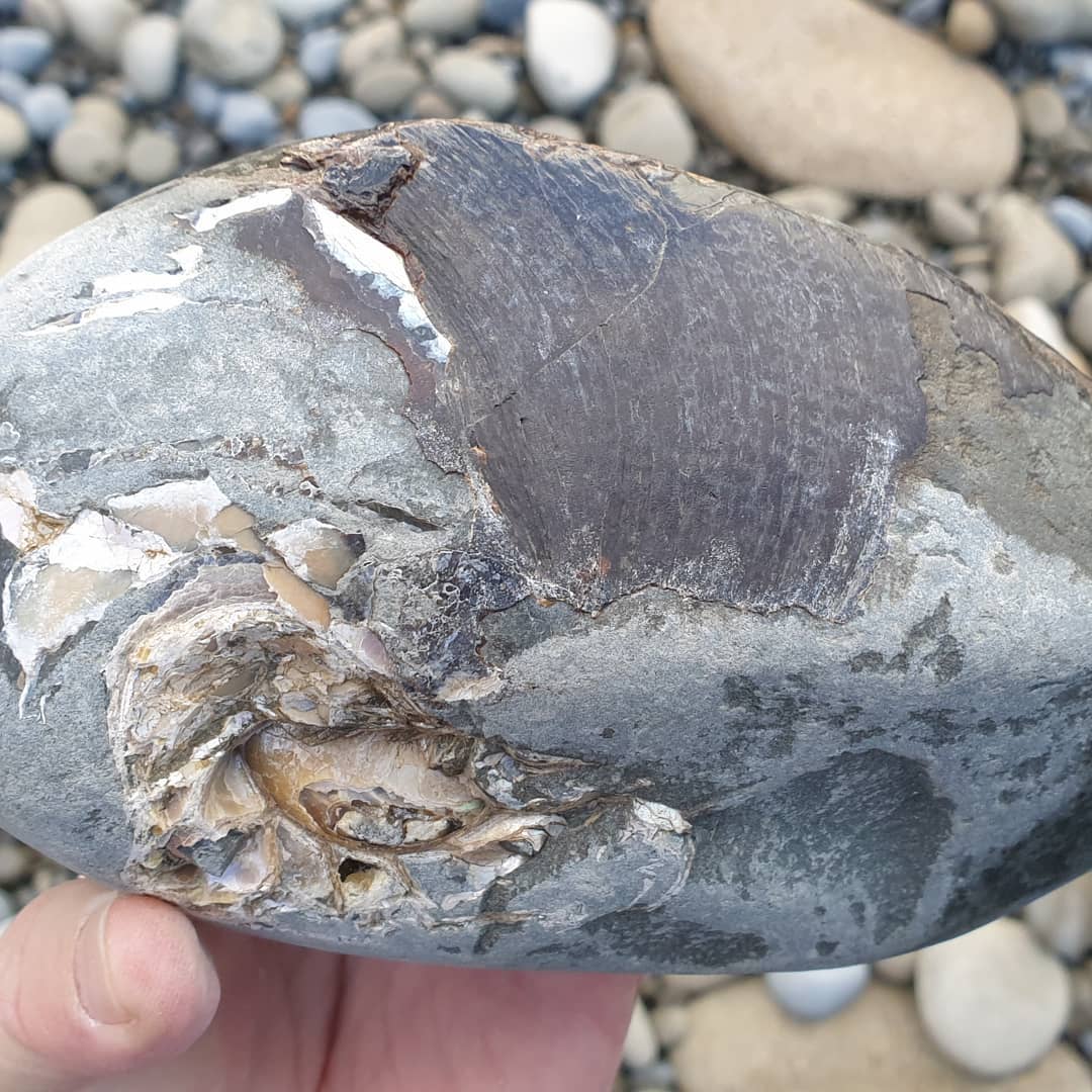 Beautiful nautiloid chambers 🤩 they look to be filled with calcite or some other mineral and there is still quite a bit of shine to the shell.

I've tried prepping one of these before and it was a real challenge as the shell was quite broken. I had to consolidate it every step of the way 😀

         