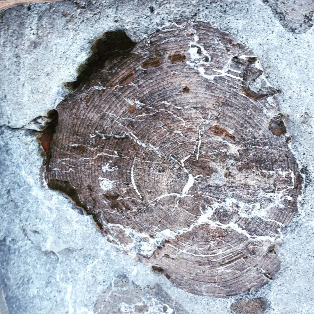 A beautiful piece of petrified wood still in the rock matrix 🤩 it might be as old as Cretaceous,  I'm a bit unsure of the area still. It extends about 20cm into the rock and I managed to get it home. I'll be sending it to someone at Otago Uni that is studying South Island petrified wood if he will have it 😄

            