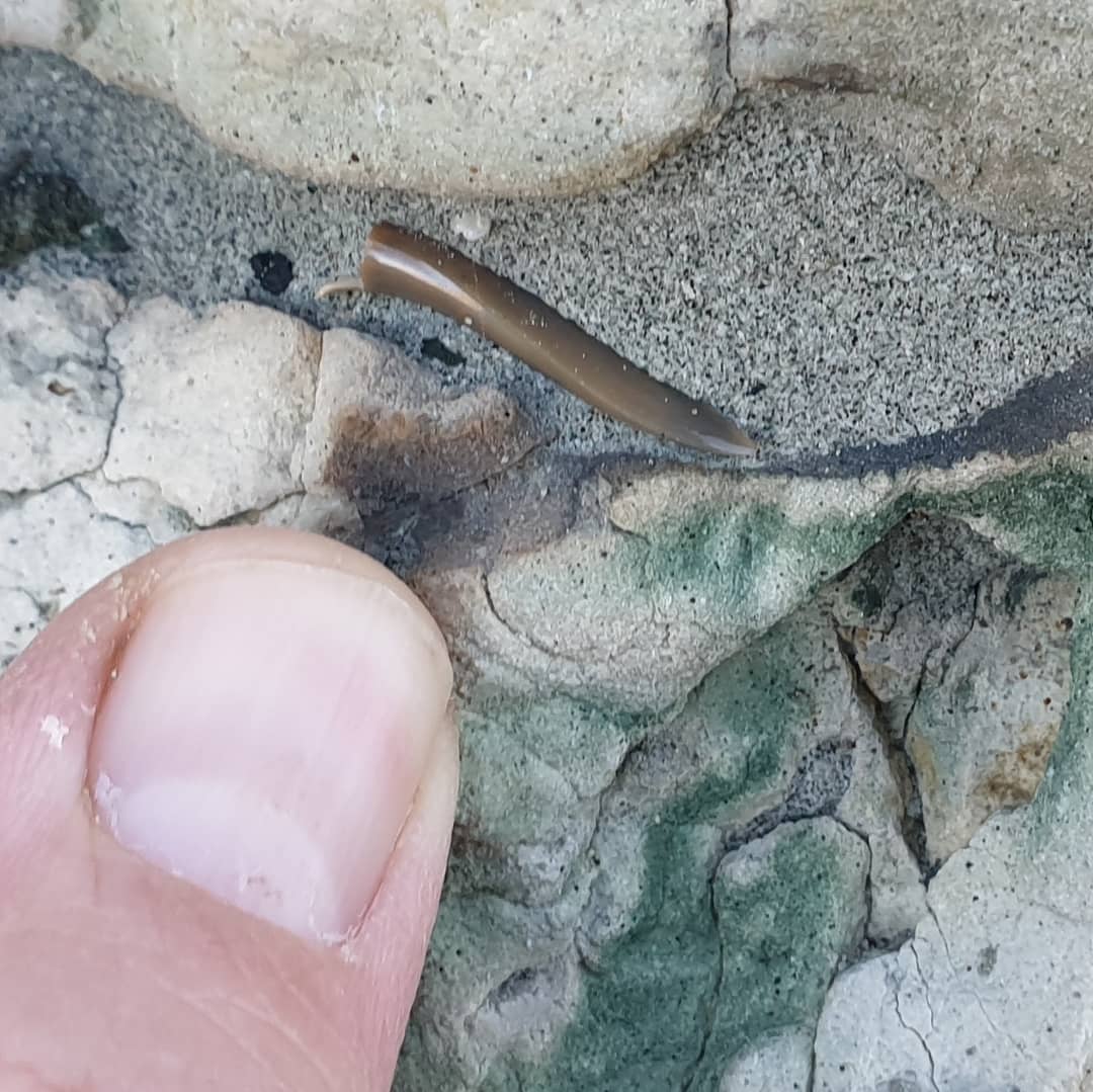 I don't often find shark teeth so every one gets me excited, even if the root is broken 😆 this one had fallen into a tiny crevice and I happened to spot it as I walked past. Not sure on the species at all.

       