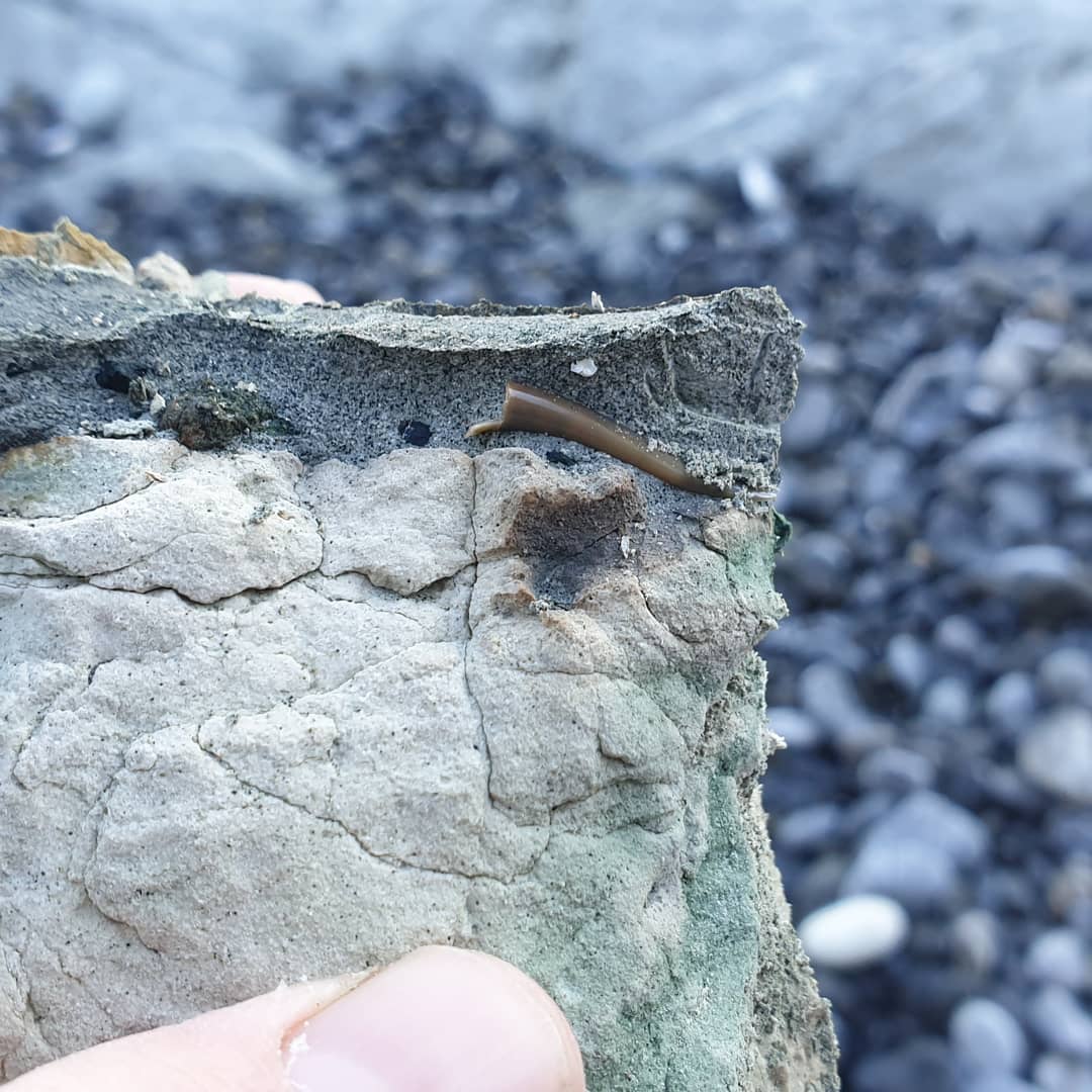 I don't often find shark teeth so every one gets me excited, even if the root is broken 😆 this one had fallen into a tiny crevice and I happened to spot it as I walked past. Not sure on the species at all.

       