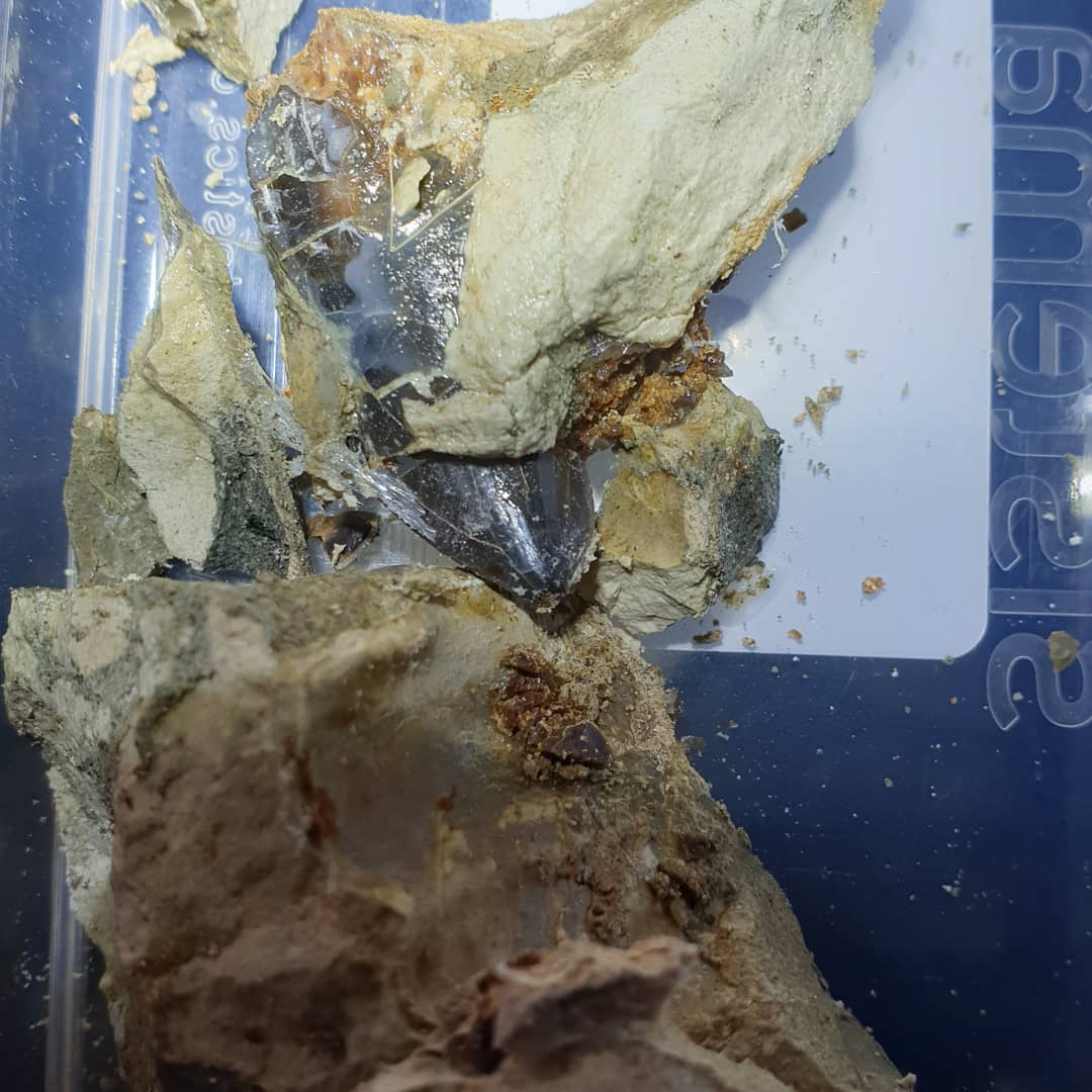 Swipe to see the end result... my first cetacean tooth and its a chunky one! I found it exploring one day but it was too fragile to remove so I came back with some consolidant to strengthen it.

Age wise, I think it is Oligocene. As for the species, I'm not sure 🤔 maybe someone out there knows? It has two cusps on the one side, but none on the other.

I donated it to Te Papa and will update as soon as they come back with some more info.

                