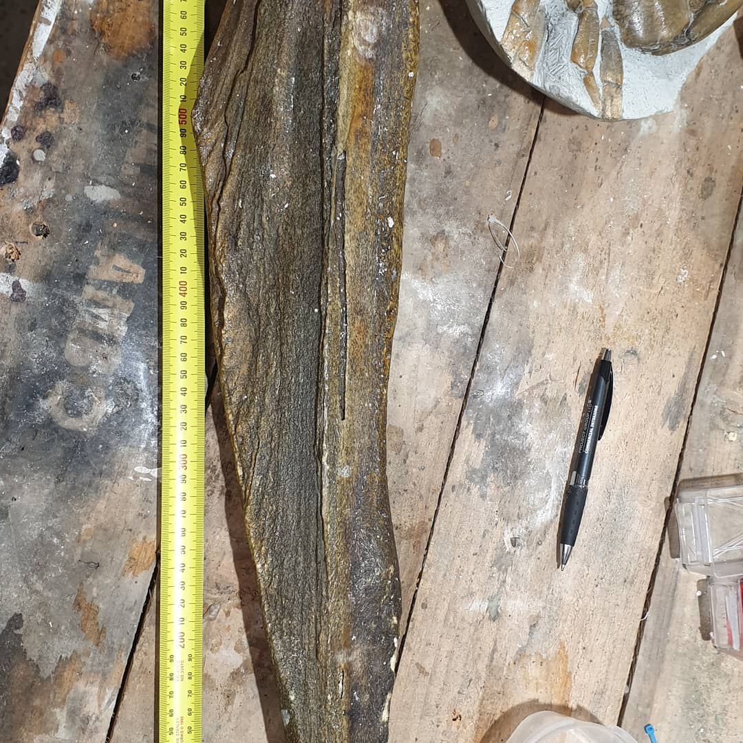Big fossil whale bone! 🐋 

The rain was too heavy for a fossil hunt but still managed to get a bit of whale skull! This was dredged up from 1000m deep and is fully fossilized. It was dropped off today by Pete and is in great condition!

It measures 700mm in length and is very solid. Some cool foramen and other features are visible, I'll have to try and figure out what their proper names are.

It doesnt look to have suffered much bioerosion which sometimes happen with these bones from the depths. Bioerosion in bone is when organisms start breaking it down which leads to a loss of detail.

Thanks for the amazing gift Pete!

Edit: looks like its a beaked whale 🤩🤩🤩 

  
          