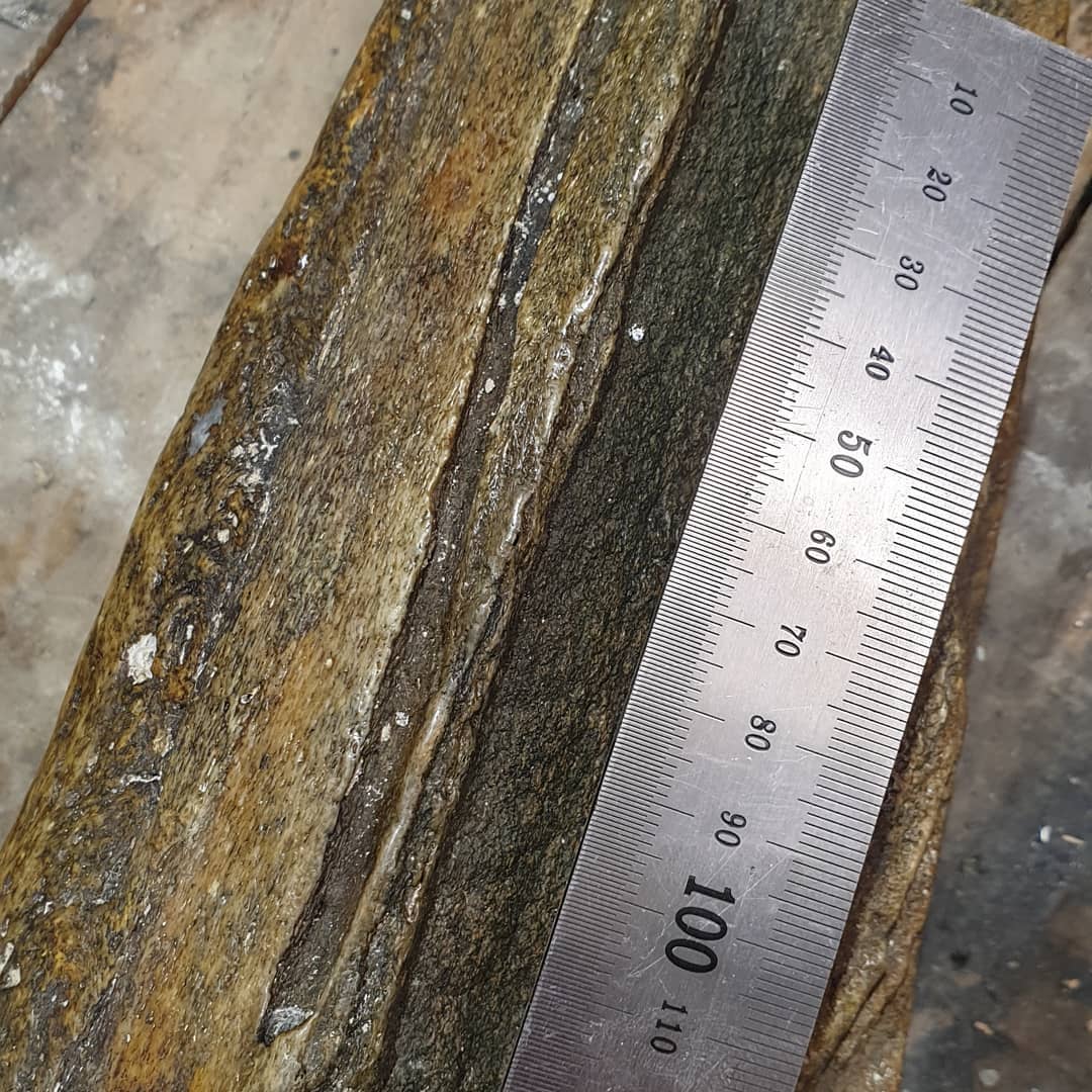 Big fossil whale bone! 🐋 

The rain was too heavy for a fossil hunt but still managed to get a bit of whale skull! This was dredged up from 1000m deep and is fully fossilized. It was dropped off today by Pete and is in great condition!

It measures 700mm in length and is very solid. Some cool foramen and other features are visible, I'll have to try and figure out what their proper names are.

It doesnt look to have suffered much bioerosion which sometimes happen with these bones from the depths. Bioerosion in bone is when organisms start breaking it down which leads to a loss of detail.

Thanks for the amazing gift Pete!

Edit: looks like its a beaked whale 🤩🤩🤩 

  
          
