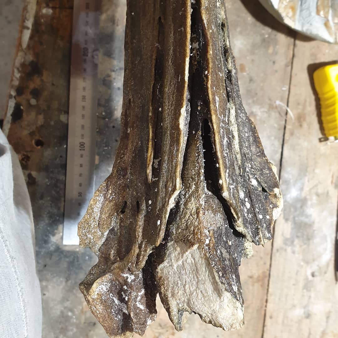 Big fossil whale bone! 🐋 

The rain was too heavy for a fossil hunt but still managed to get a bit of whale skull! This was dredged up from 1000m deep and is fully fossilized. It was dropped off today by Pete and is in great condition!

It measures 700mm in length and is very solid. Some cool foramen and other features are visible, I'll have to try and figure out what their proper names are.

It doesnt look to have suffered much bioerosion which sometimes happen with these bones from the depths. Bioerosion in bone is when organisms start breaking it down which leads to a loss of detail.

Thanks for the amazing gift Pete!

Edit: looks like its a beaked whale 🤩🤩🤩 

  
          