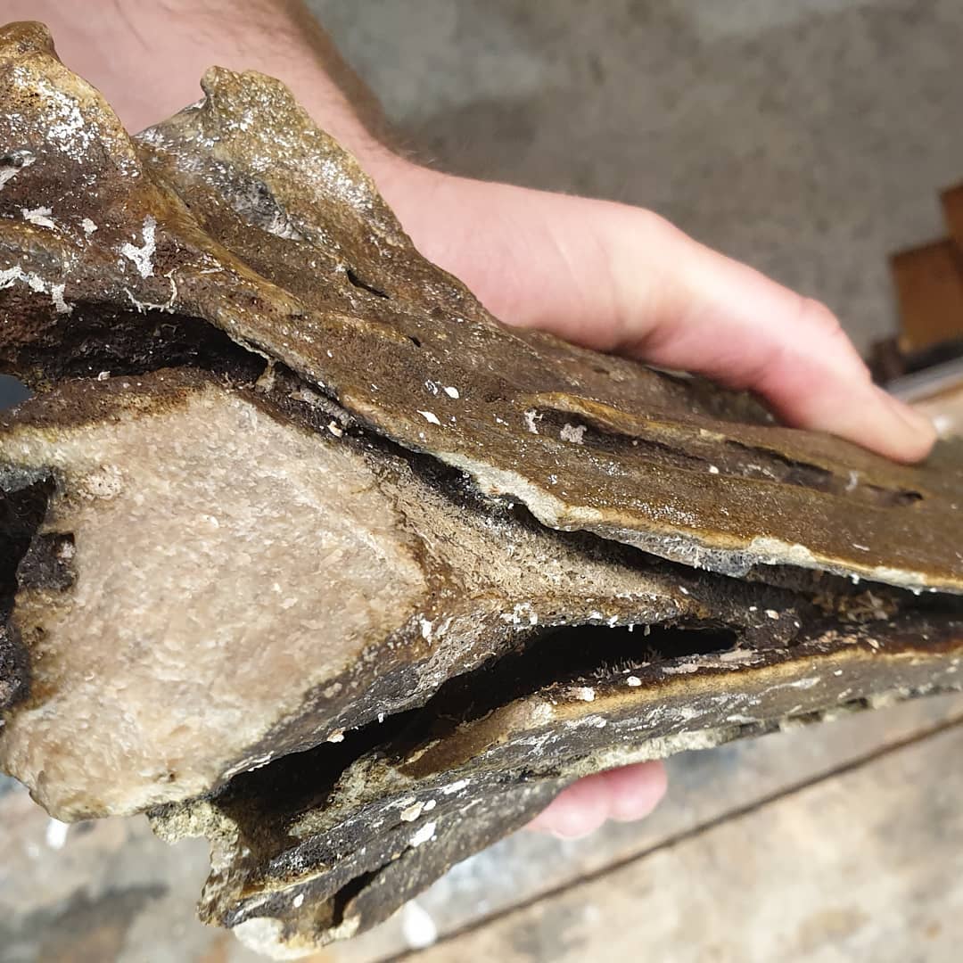 Big fossil whale bone! 🐋 

The rain was too heavy for a fossil hunt but still managed to get a bit of whale skull! This was dredged up from 1000m deep and is fully fossilized. It was dropped off today by Pete and is in great condition!

It measures 700mm in length and is very solid. Some cool foramen and other features are visible, I'll have to try and figure out what their proper names are.

It doesnt look to have suffered much bioerosion which sometimes happen with these bones from the depths. Bioerosion in bone is when organisms start breaking it down which leads to a loss of detail.

Thanks for the amazing gift Pete!

Edit: looks like its a beaked whale 🤩🤩🤩 

  
          