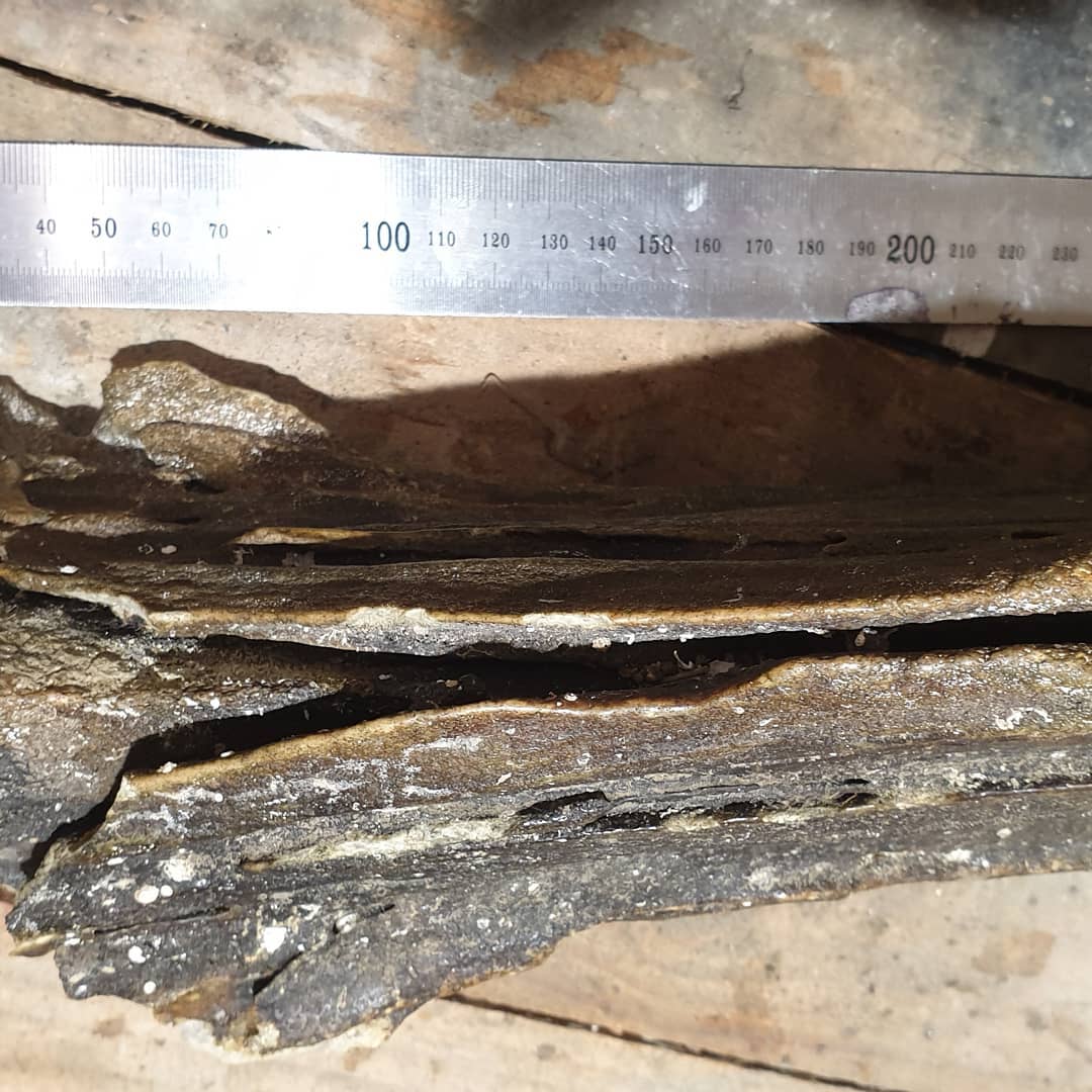Big fossil whale bone! 🐋 

The rain was too heavy for a fossil hunt but still managed to get a bit of whale skull! This was dredged up from 1000m deep and is fully fossilized. It was dropped off today by Pete and is in great condition!

It measures 700mm in length and is very solid. Some cool foramen and other features are visible, I'll have to try and figure out what their proper names are.

It doesnt look to have suffered much bioerosion which sometimes happen with these bones from the depths. Bioerosion in bone is when organisms start breaking it down which leads to a loss of detail.

Thanks for the amazing gift Pete!

Edit: looks like its a beaked whale 🤩🤩🤩 

  
          