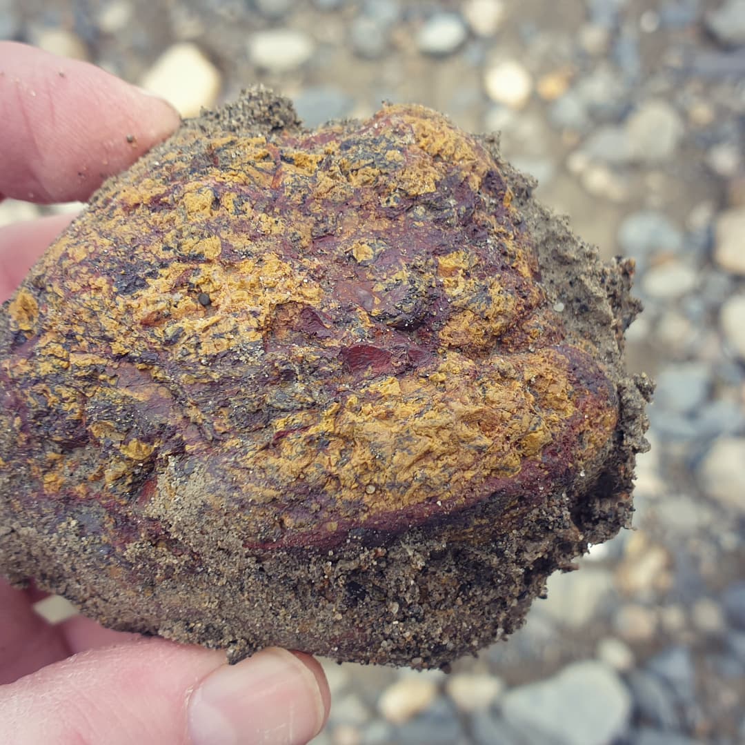 I stopped at one of the local rivers on the way home and found a couple of fossils and a bit of jasper looking rock.

First photo is some petrified wood with very nice grain visible.

Second photo is some jasper I'll cut.

Third photo is a bit of worn Waiparaconus thats tumbled down the river. There is still a debate whether this is a barnacle.

             