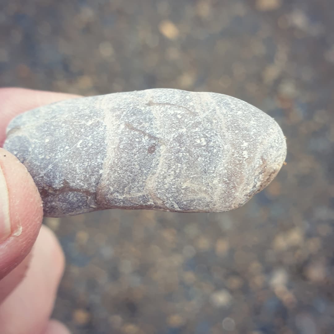 I stopped at one of the local rivers on the way home and found a couple of fossils and a bit of jasper looking rock.

First photo is some petrified wood with very nice grain visible.

Second photo is some jasper I'll cut.

Third photo is a bit of worn Waiparaconus thats tumbled down the river. There is still a debate whether this is a barnacle.

             