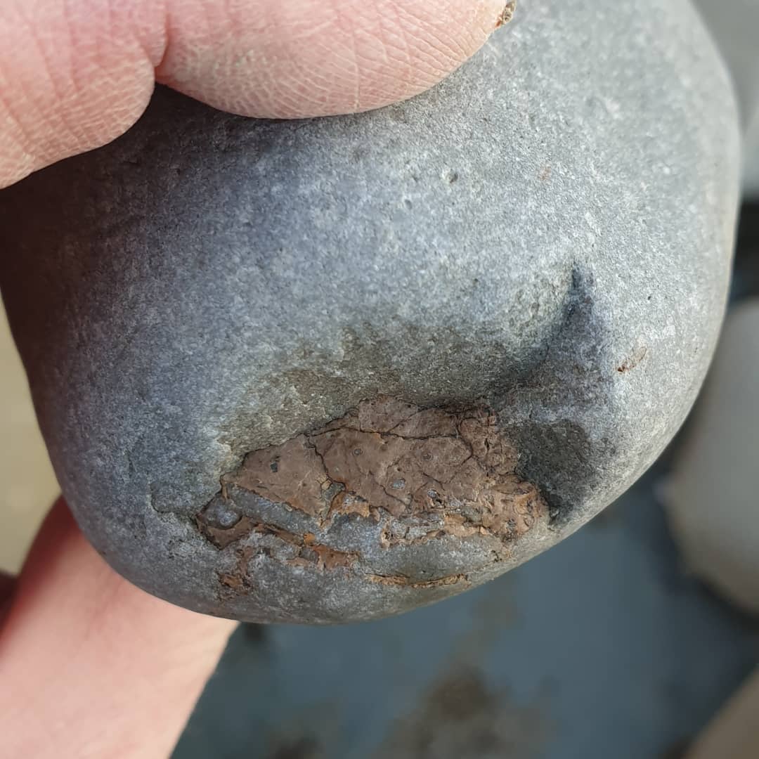 Beautiful day for a fossil hunt! You can't beat a crisp Canterbury winter's day ❄

Swipe to see a mystery crab that I found, it will need some prepping to figure out what species it is 😃 hopefully one of the more rare ones 🤞

          