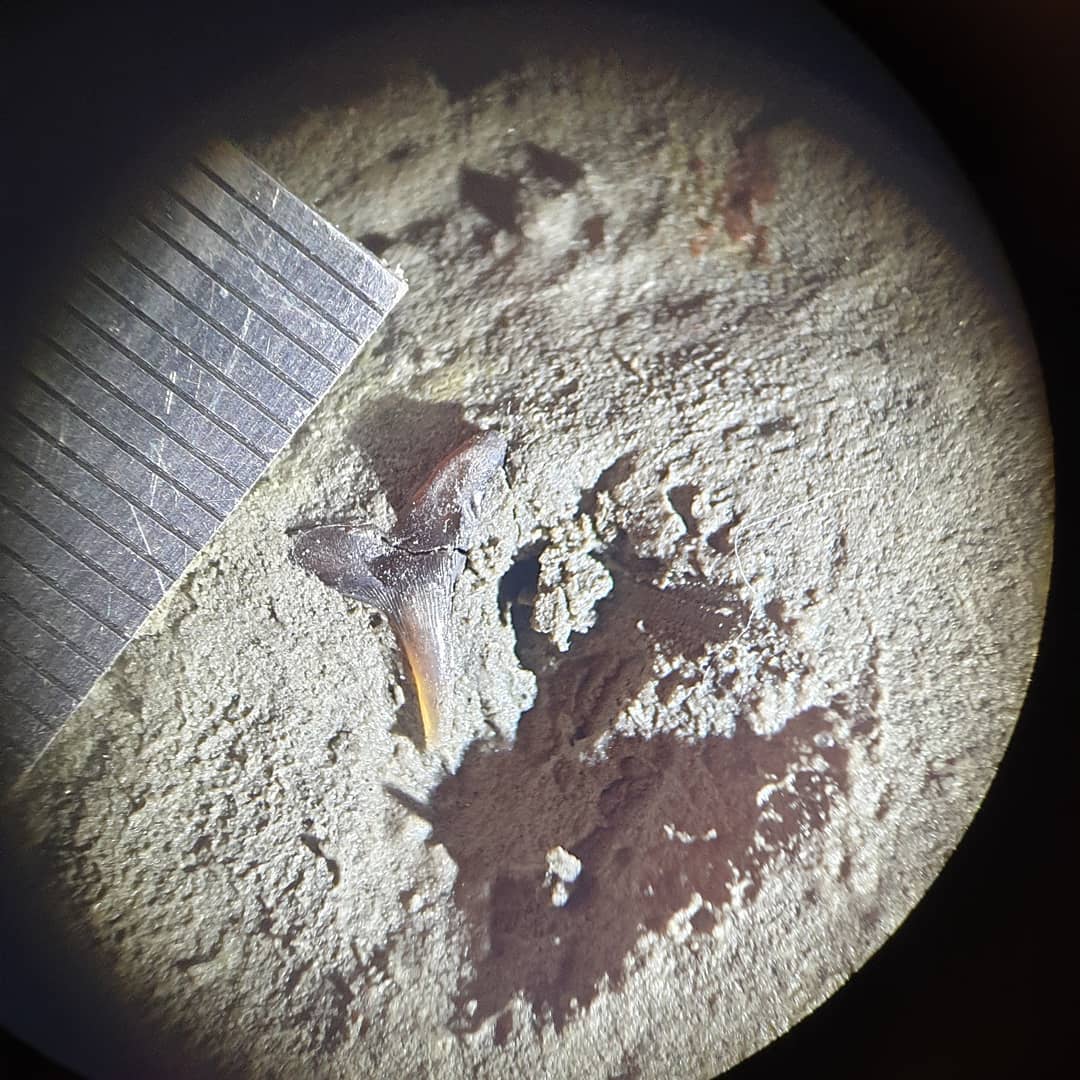 Edit: looks like it is Megascyliorhinus cooperi

I saw this tiny bit of shininess in the cliff today and was hoping it would be a shark tooth. I carefully removed a circular section of siltstone after putting some consolidant (B72 paraloid) on it. Luckily I did as it had a nasty crack running through the one side of the root.

Back home this evening I removed the siltstone with a toothpick and water and exposed a beautiful shark tooth! 

Have a look at under 6x magnification, its a beauty! The tip is see through and still sharp as the day it got lost. It's around 12-million-years-old, mid-Miocene from New Zealand.

Let me know if you recognize the species!

              