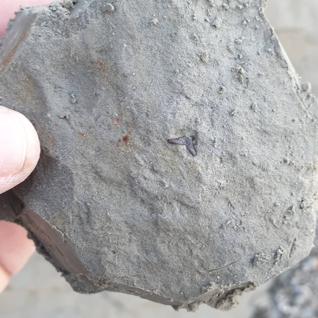 Edit: looks like it is Megascyliorhinus cooperi

I saw this tiny bit of shininess in the cliff today and was hoping it would be a shark tooth. I carefully removed a circular section of siltstone after putting some consolidant (B72 paraloid) on it. Luckily I did as it had a nasty crack running through the one side of the root.

Back home this evening I removed the siltstone with a toothpick and water and exposed a beautiful shark tooth! 

Have a look at under 6x magnification, its a beauty! The tip is see through and still sharp as the day it got lost. It's around 12-million-years-old, mid-Miocene from New Zealand.

Let me know if you recognize the species!

              