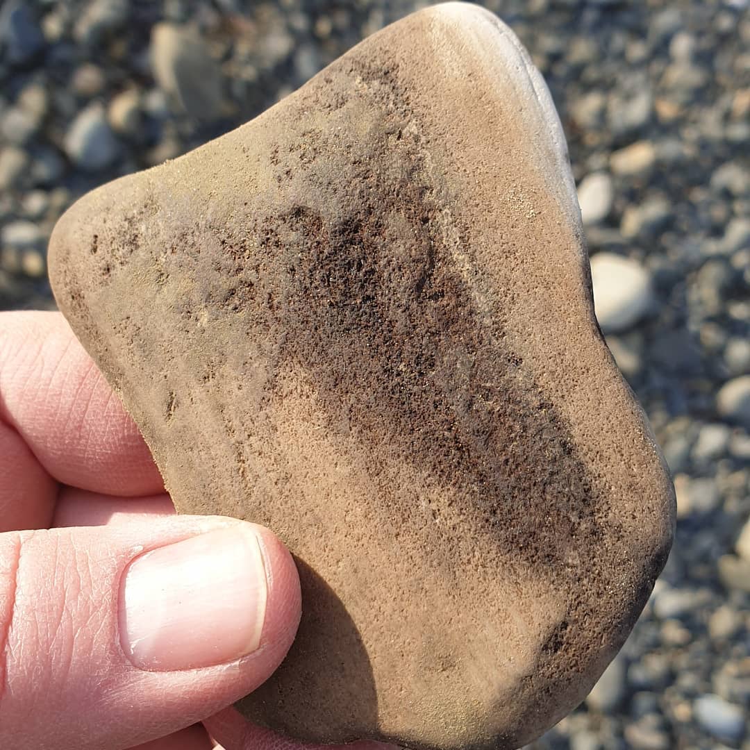 I stumbled across this beautiful piece of petrified wood on the weekend, my first piece in ages!

It has some nice dark, agatized sections as well 😀

Im not sure of the age or species as I
was exploring a new area.

         