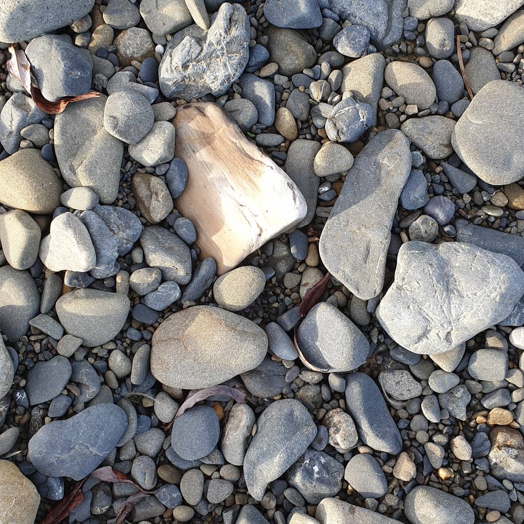 I stumbled across this beautiful piece of petrified wood on the weekend, my first piece in ages!

It has some nice dark, agatized sections as well 😀

Im not sure of the age or species as I
was exploring a new area.

         