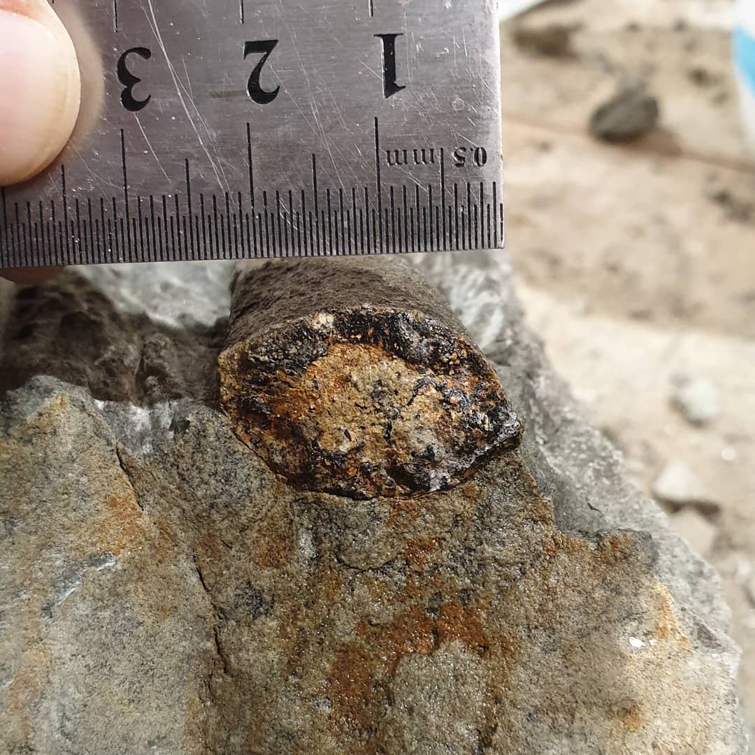 Update: might be something like a Protosphyraena rostrum 😃🐟

A quick fossil prep of a bit of Cretaceous bone this evening. I thought it was a bit of rib at first but the taper doesn't look quite right 🤔 

Let me know if you recognize it. The cross section shows some really thick walls as well.

             